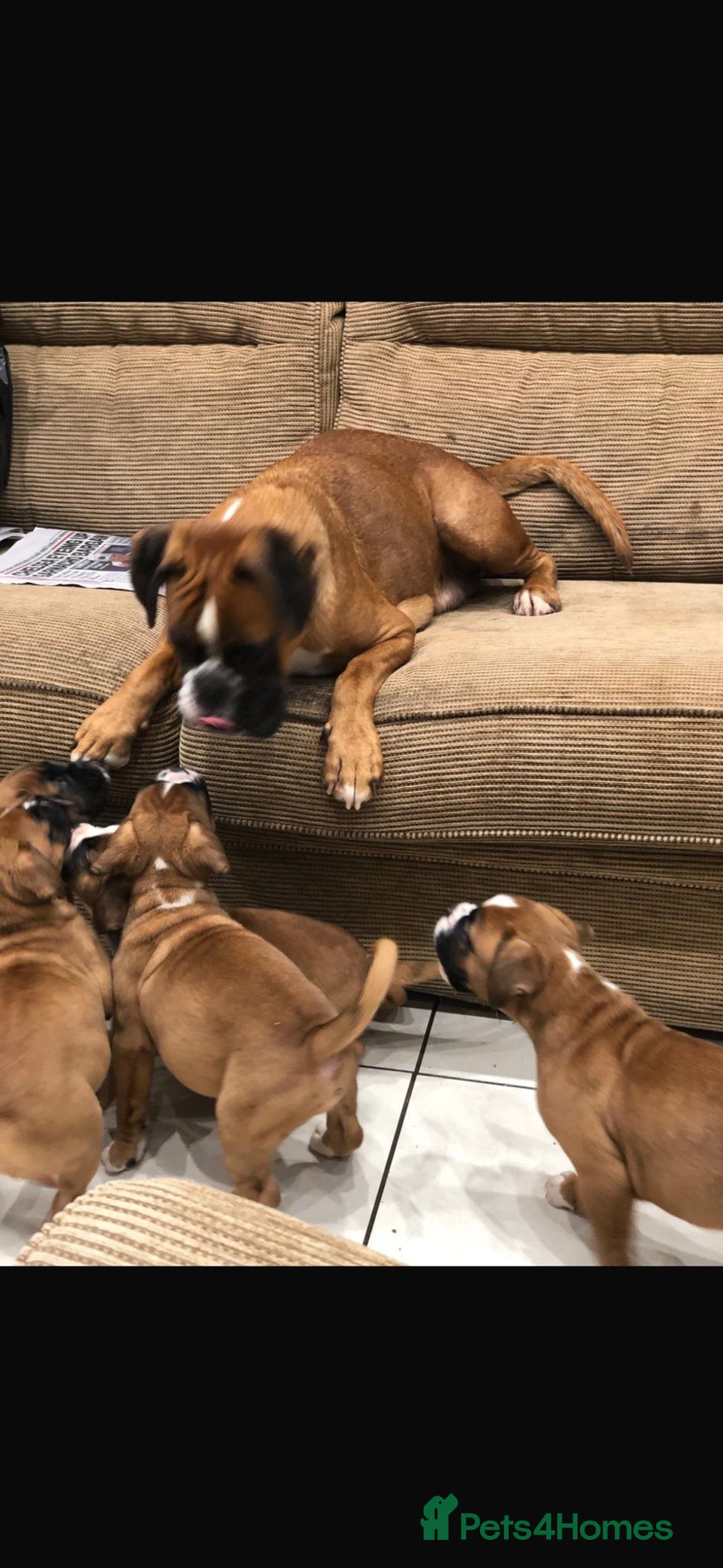 Boxer dogs for sale: Boxer pups  - Advert 10