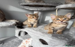 Bengal cats for sale: 2 bengal kittens left for sale to loving home - Image 16