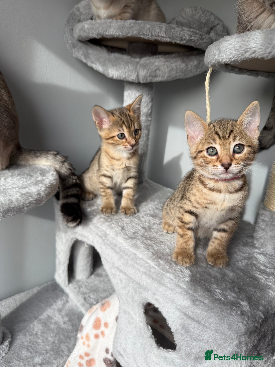 Bengal cats for sale: 2 bengal kittens left for sale to loving home - Image 16