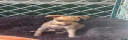 Italian Greyhound dogs for sale: 🐾✨Gorgeous KC Italian greyhound licensed breeder  - Advert 7