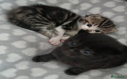 Domestic Shorthair cats for sale: Two adorable kittens, spoilt with love in Spalding - Image 5