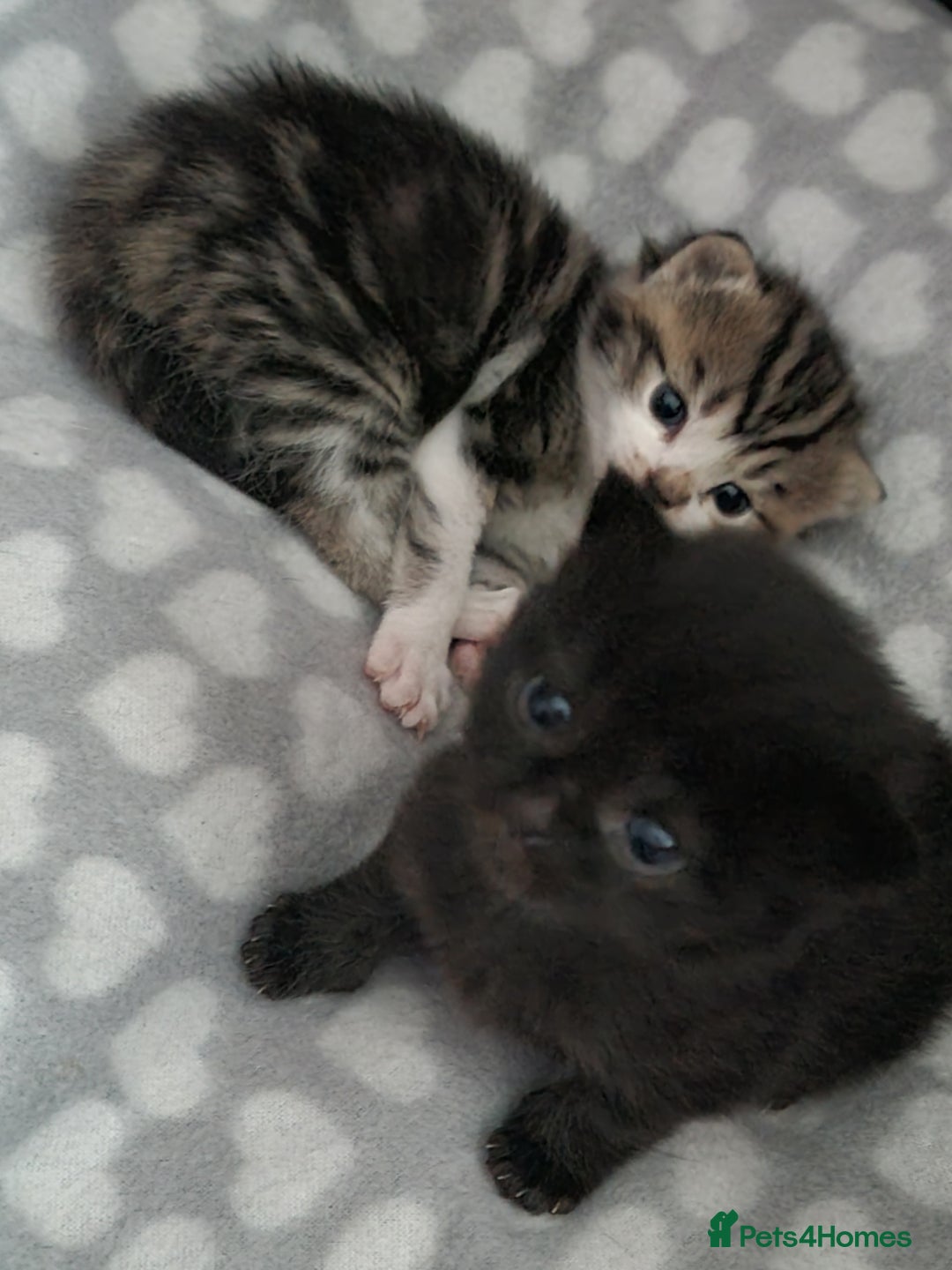 Domestic Shorthair cats for sale: Two adorable kittens, spoilt with love in Spalding - Image 5