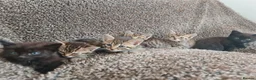 Mixed Breed cats for sale: Kittens for sale  - Advert 14