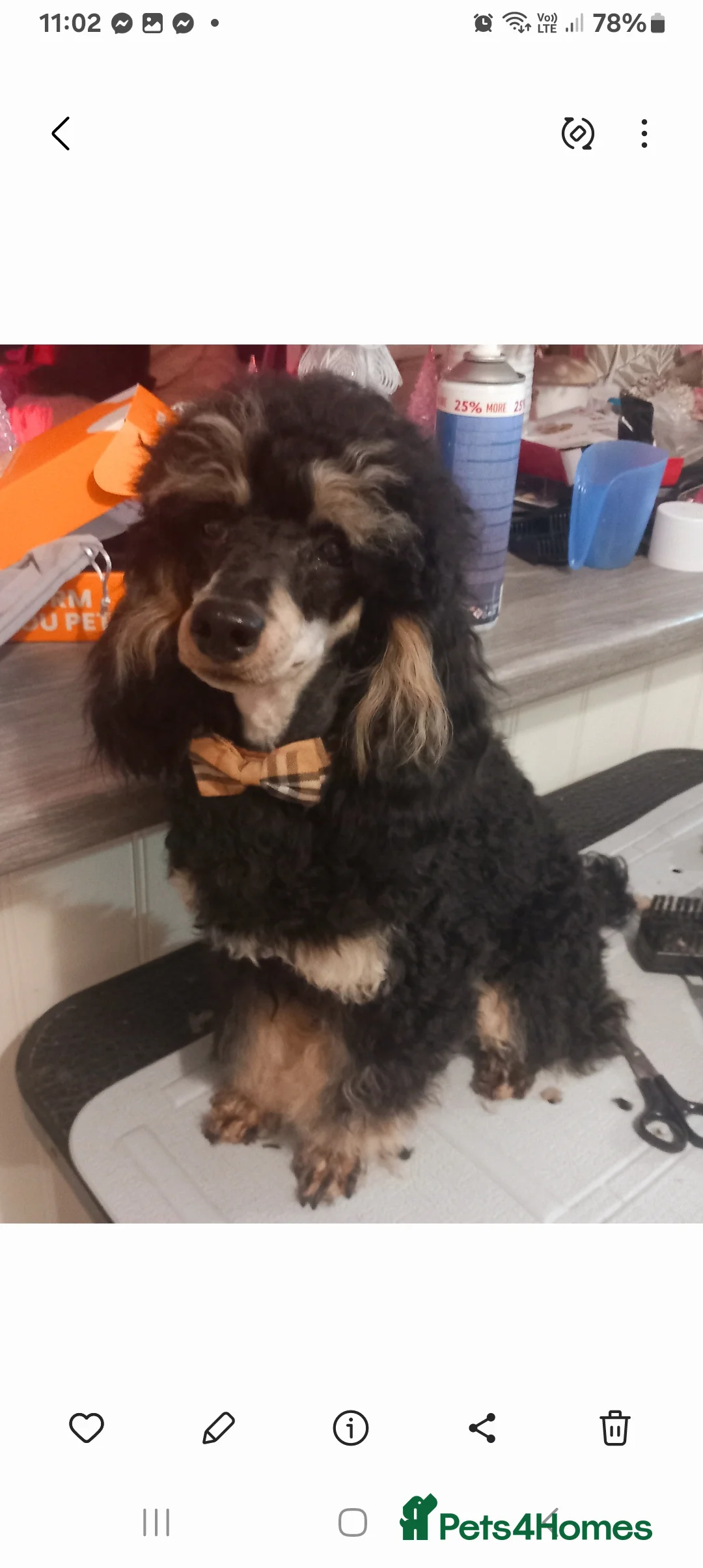 Toy Poodle dogs for sale: BEAUTIFULL TINY KC FULL PEDIGREE TOY POODLES* - Advert 18