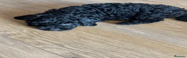 Cockapoo 1