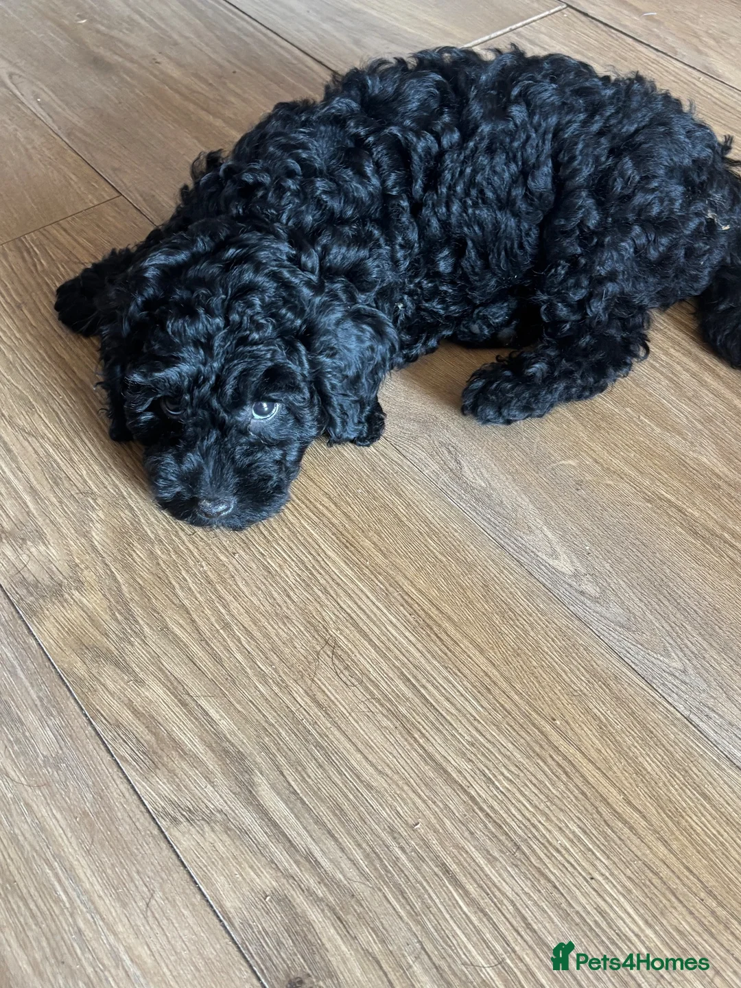 Cockapoo dogs for sale: Cockapoo - Advert 2