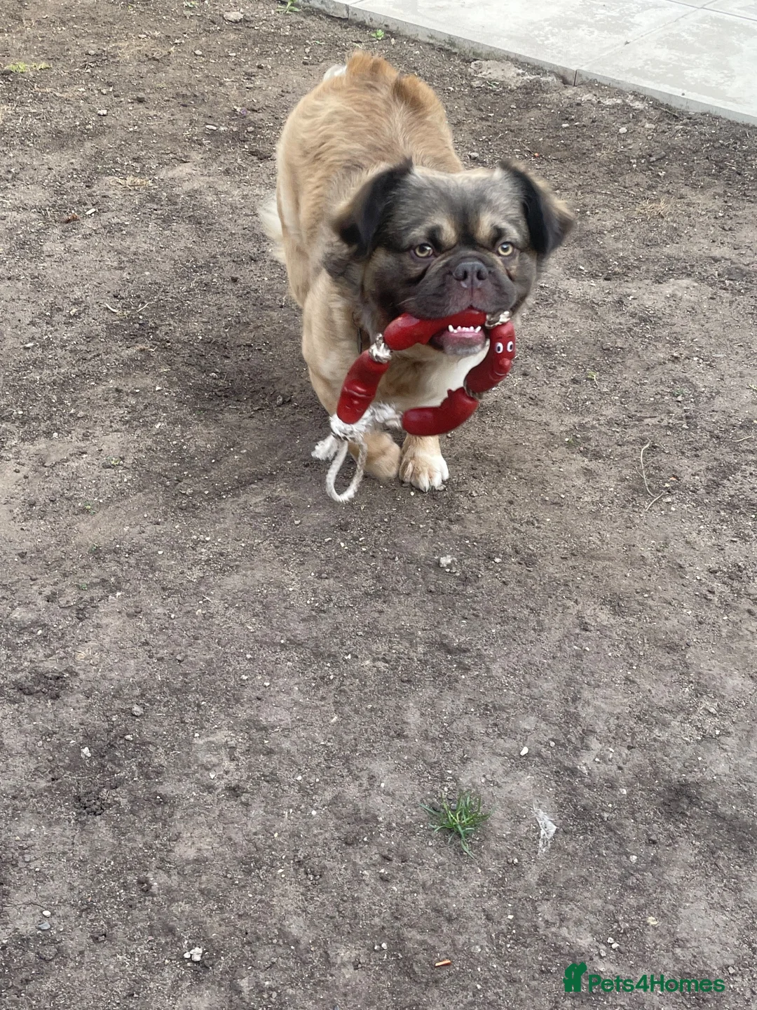 French Bulldog dogs for sale: Bear 🐻  - Advert 2