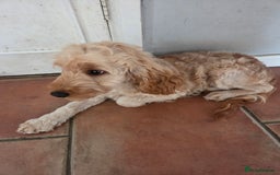 Cockapoo dogs for sale: FULLY VACCINATED cockapoo girl  - Image 5