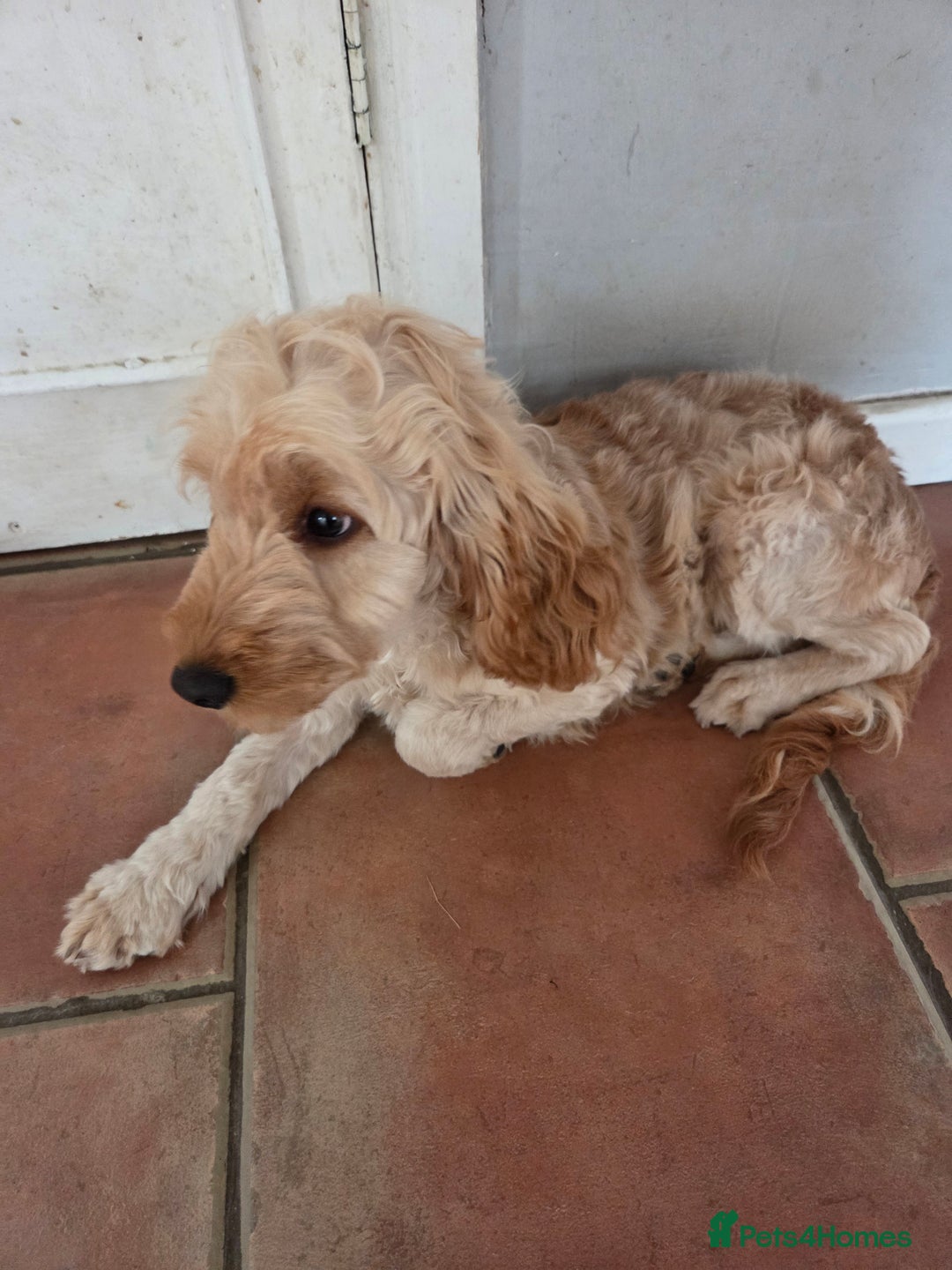 Cockapoo dogs for sale: FULLY VACCINATED cockapoo girl  - Image 5