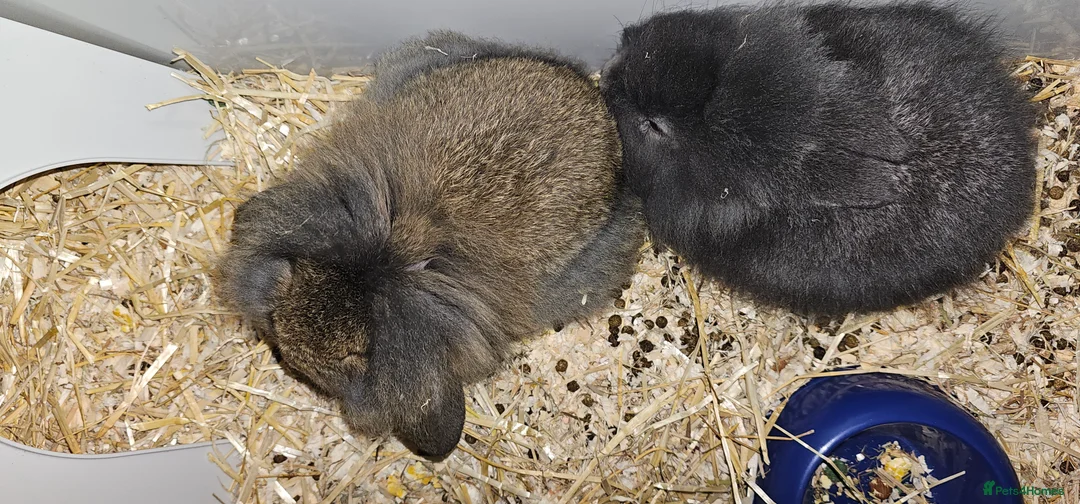 Lionhead rabbits for sale: Female lionhead - Advert 2