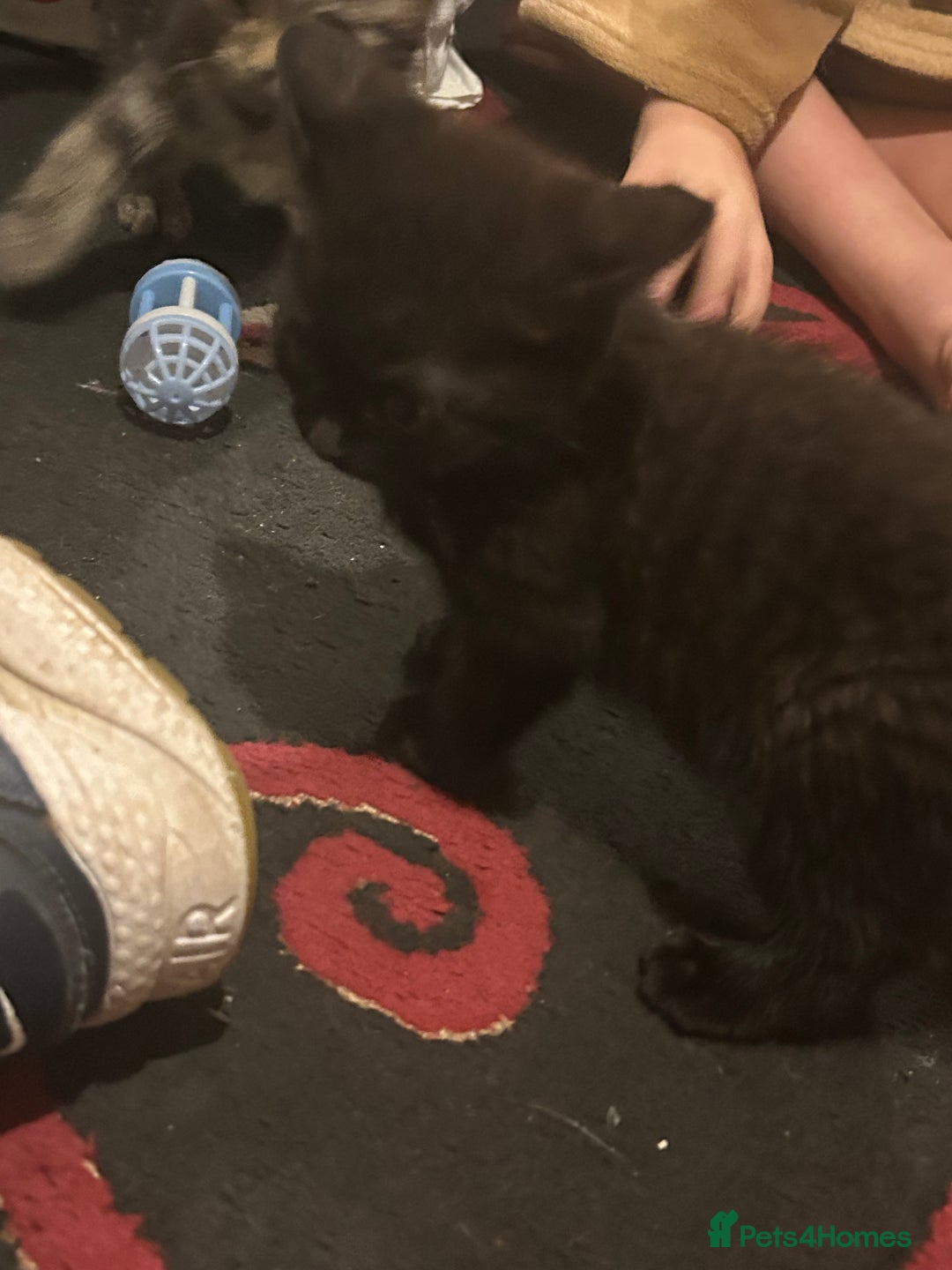 Mixed Breed cats for sale: 3 Beutiful kittens - Image 16