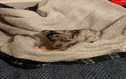 Jack Russell dogs for stud: Blue merle jack Russell x chihuahua for stud  - Image 8