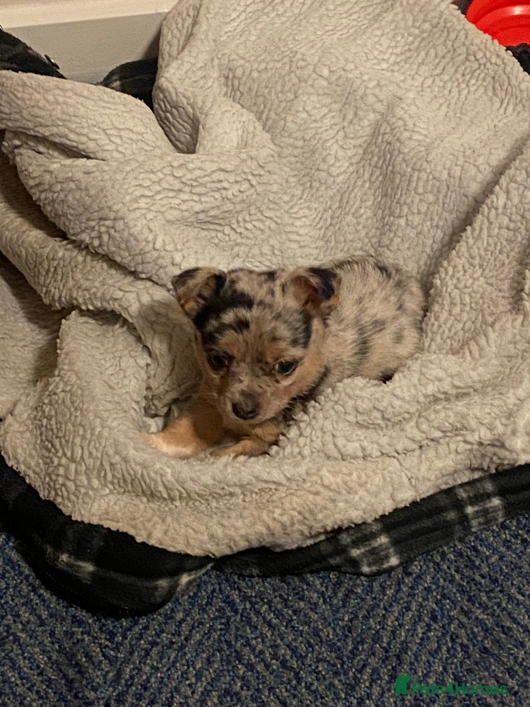 Jack Russell dogs for stud: Blue merle jack Russell x chihuahua for stud  - Image 8