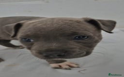 Staffordshire Bull Terrier dogs for sale: Blue Staffs £1,100 Deposit is £245 - Image 7