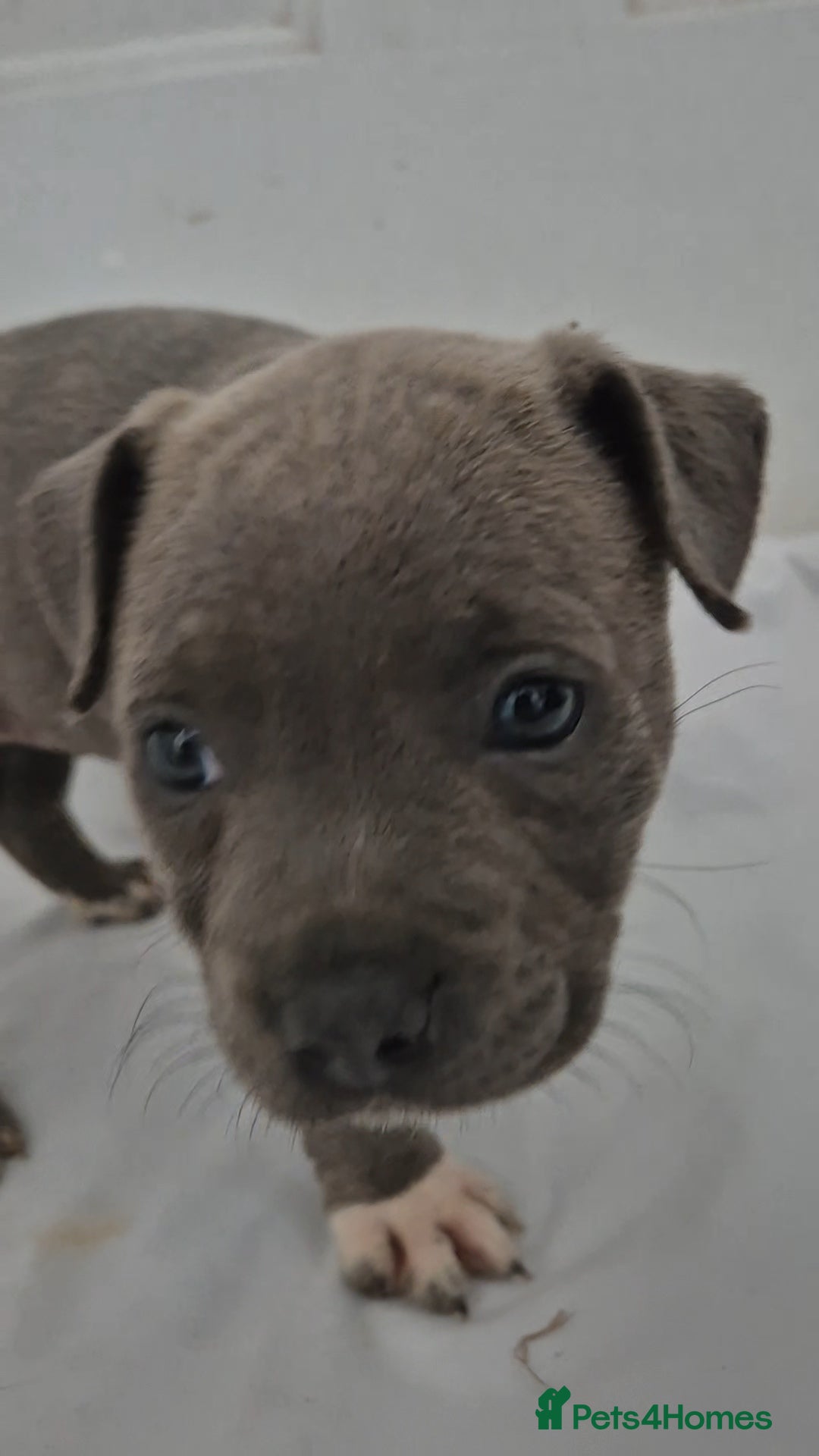Staffordshire Bull Terrier dogs for sale: Blue Staffs £1,100 Deposit is £245 - Image 7