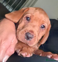 Labrador Retriever dogs - Advert 4