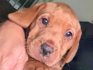 Labrador Retriever dogs - Advert 5