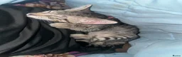Mixed Breed cats for sale: Affectionate Kitten in London - Advert 5