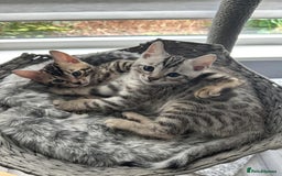 Bengal cats for sale: 🐾 Kittens Looking for a Loving Home! 🐾 - Image 21