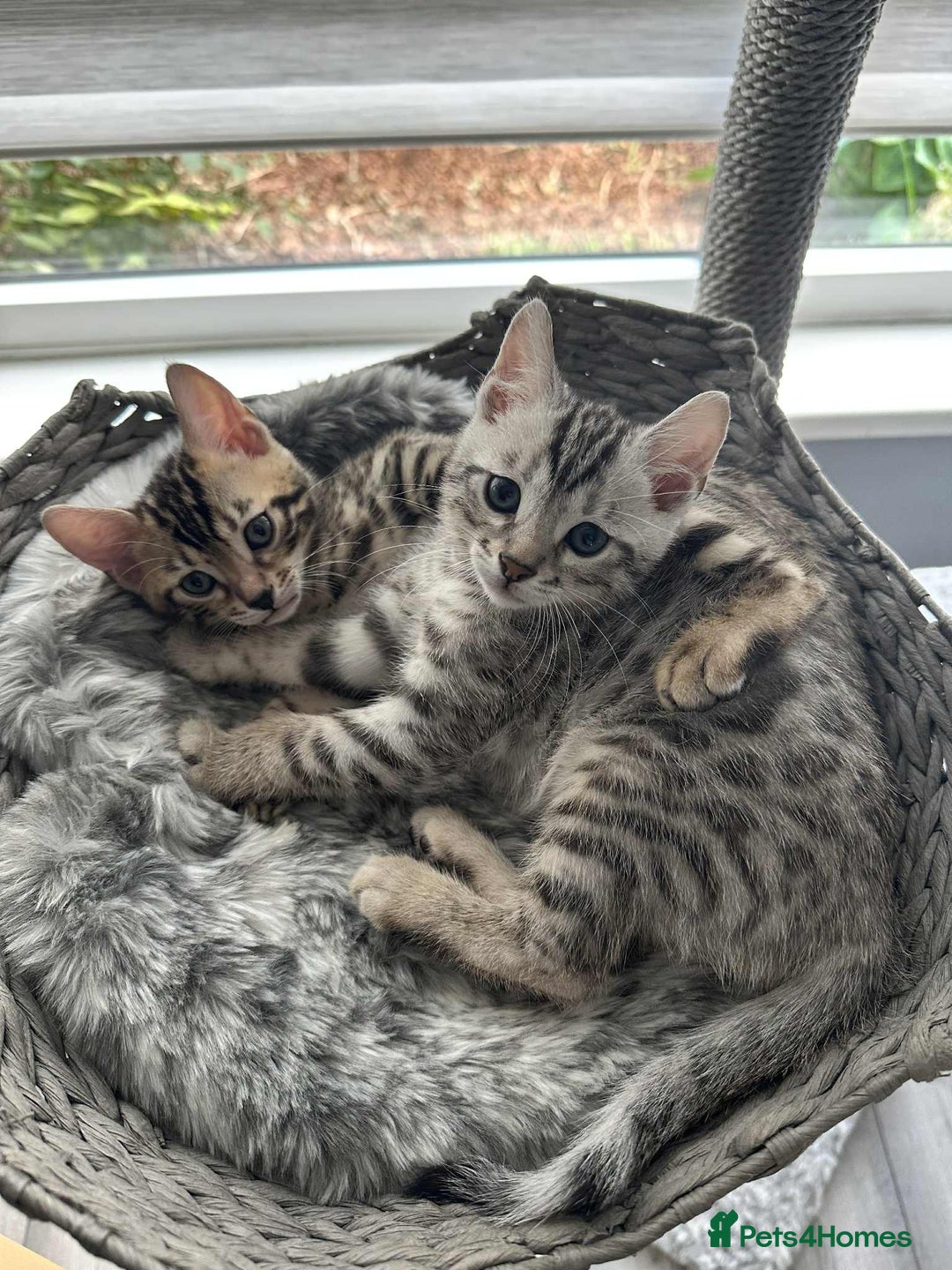 Bengal cats for sale: 🐾 Kittens Looking for a Loving Home! 🐾 - Image 21