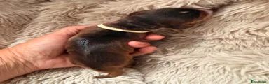 Cocker Spaniel 7