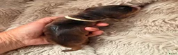Cocker Spaniel dogs for sale: LICENSED BREEDER KC HEALTH TESTED SHOW COCKERS - Advert 16