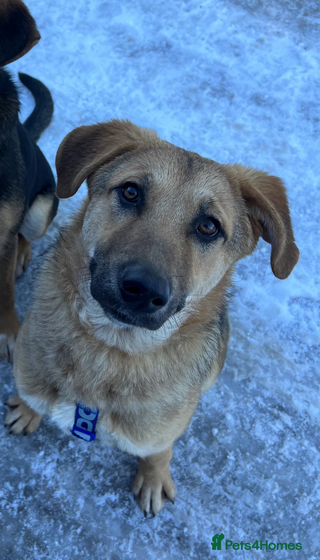 Anatolian Shepherd dogs for adoption: 6.5-Month-Old Anatolian Shepherd Mix Ready For You - Advert 1