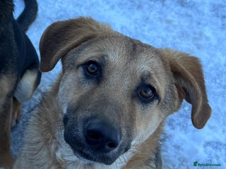 Anatolian Shepherd dogs 6.5-Month-Old Anatolian Shepherd Mix Ready For You - Advert 2