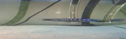 Other/Mixed Breed fish for sale: Various Fish For Sale. List&price in description. - Advert 5