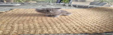 Persian 1