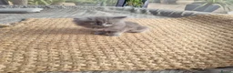 Persian cats for sale: PERSIAN KITTEN FOR SALE in Peterborough - Advert 8