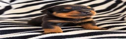 Rottweiler dogs for sale: KC Registered Rottweilers puppies  - Advert 2