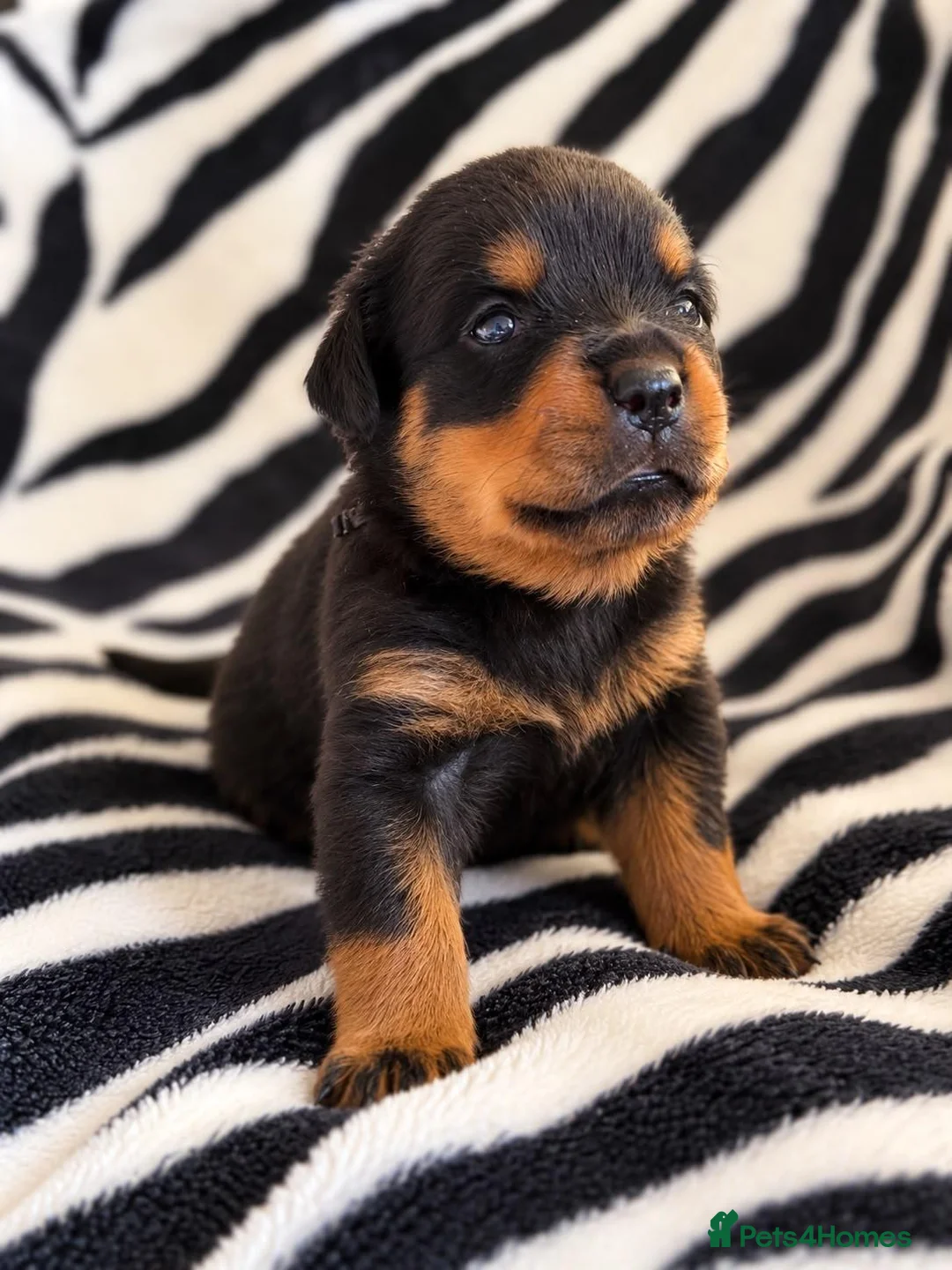 Rottweiler dogs for sale: KC Registered Rottweilers puppies  - Advert 2