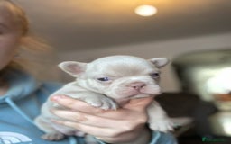 French Bulldog dogs for sale: LAST Girl KC  French Buldog in Crewe - Image 35