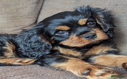 Cavalier King Charles Spaniel dogs for sale: KC Health Tested Black/Tan Male Cavalier 2 years - Image 6