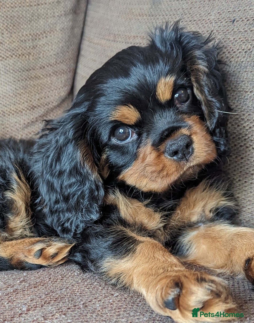 Cavalier King Charles Spaniel dogs for sale: KC Health Tested Black/Tan Male Cavalier 2 years - Image 6