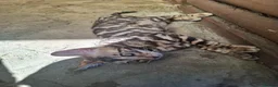 Bengal cats for sale: Show Quality Bengal Kittens – 5★ Licensed Cattery - Advert 25