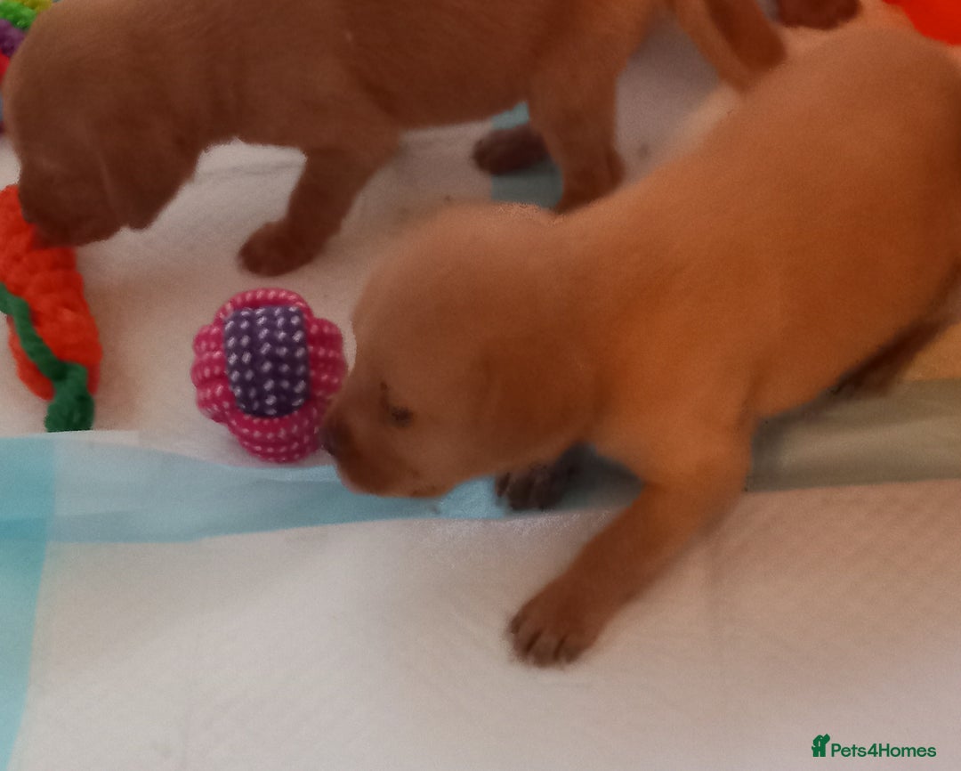 Labrador Retriever dogs for sale: KC REG FOX RED LABRADOR PUPPIES - Advert 1