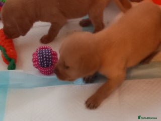 Labrador Retriever dogs KC REG FOX RED LABRADOR PUPPIES - Advert 6