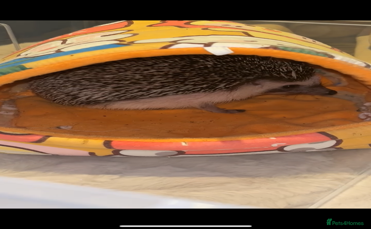 Pygmy Hedgehog rodents - Advert 1