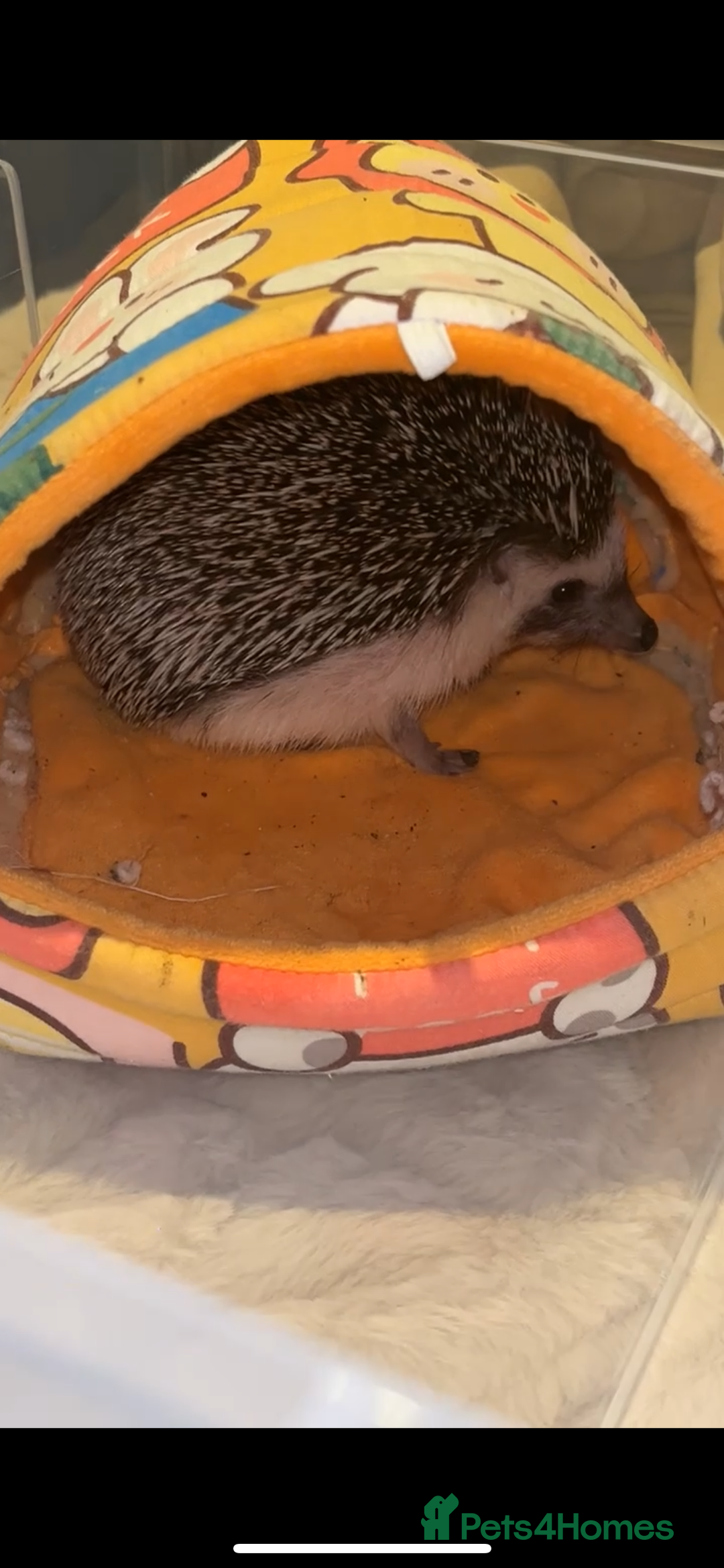 Pygmy Hedgehog rodents for sale: Pygmy hedgehog  - Image 1