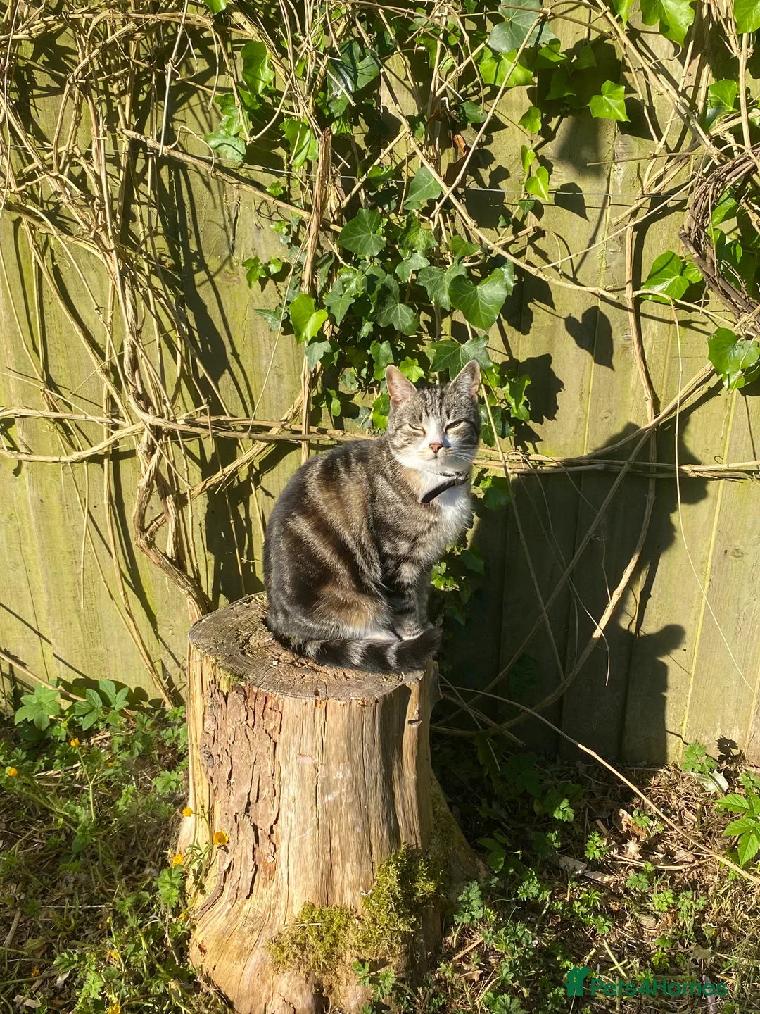 Gallery Image {{count}}