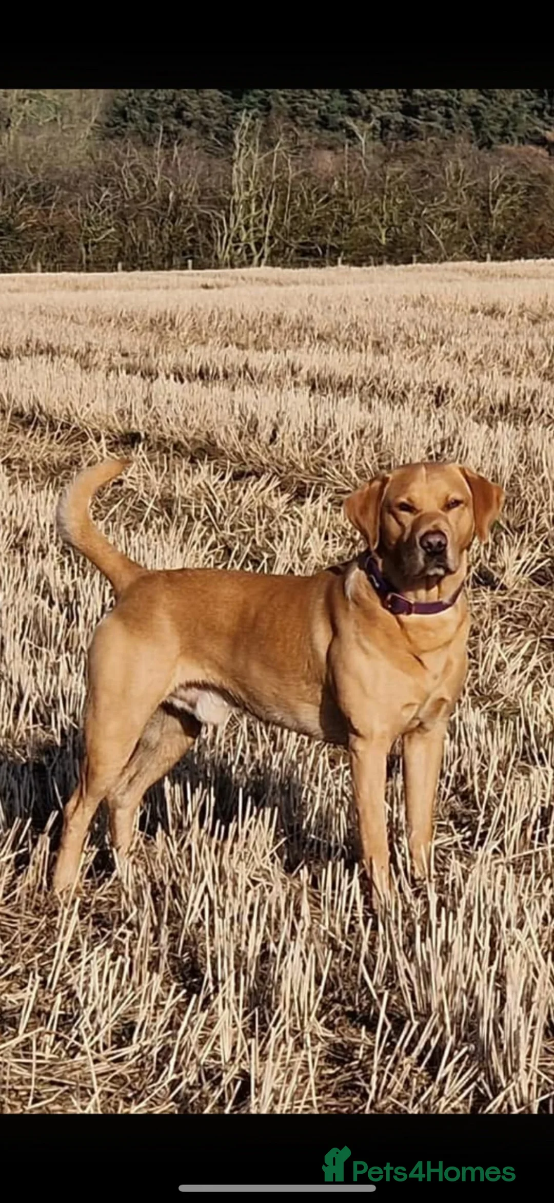 Labrador Retriever dogs for sale: Gorgeous chunky Labradors  in Whitehaven - Advert 4