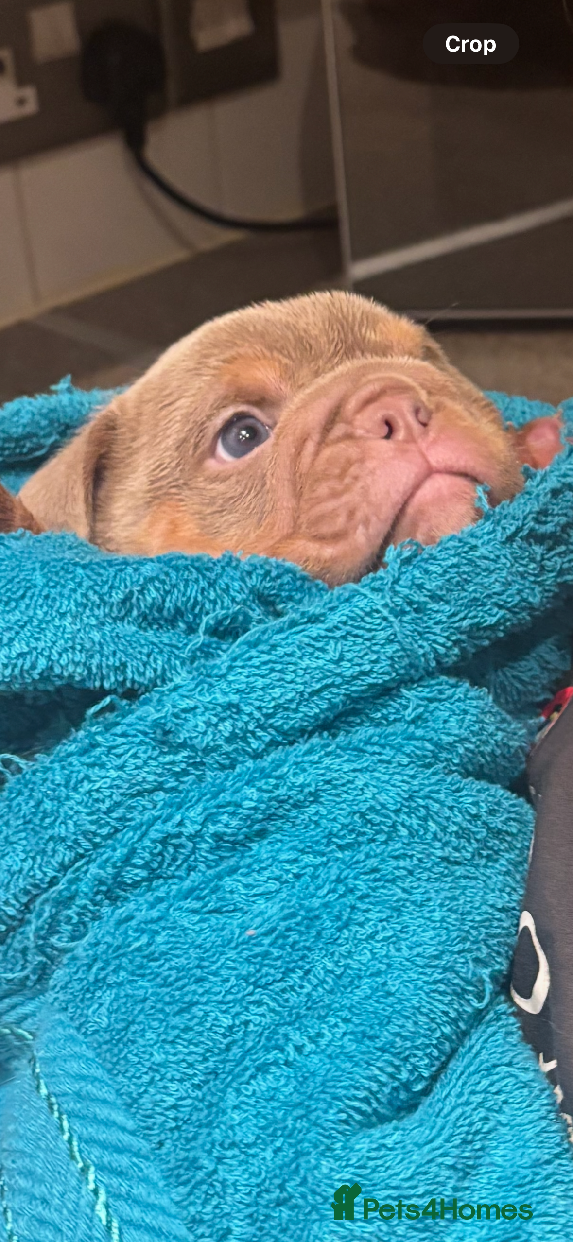 English Bulldog dogs LAST Englishbulldog 'lilac' puppy READY 8TH DEC 25 - Advert 18