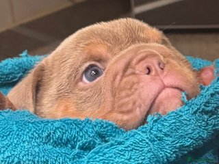 English Bulldog dogs LAST Englishbulldog 'lilac' puppy READY 8TH DEC 25 - Advert 18