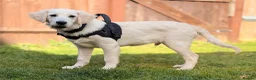 Golden Retriever dogs for sale: Male Golden retriever for rehome 9 months old in Camberley - Advert 4