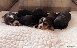 Cockapoo dogs for sale: STUNNING F2 COCKAPOO PUPPIES LOOKING FOR THEIR 🏡 - Image 1