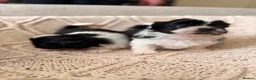 Shih Tzu dogs for sale: Beautiful Home reared Shih Tzu Puppies - Advert 21