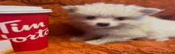 Pomsky dogs for sale: Pomsky Puppies (3) - Advert 8