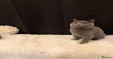 British Shorthair cats - Advert 5
